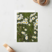 Daisies Notitiekaartje (Voorkant / Achterkant in situ)