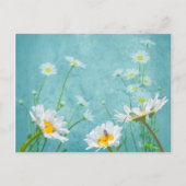 Daisies on a blue background briefkaart (Voorkant)