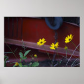 Daisies-on-Red Poster (Voorkant)