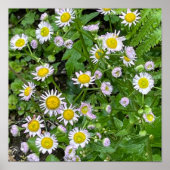 Daisies Photo Poster (Voorkant)