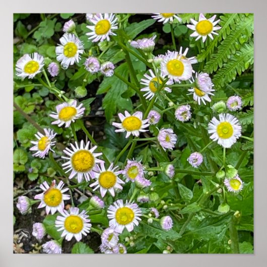 Daisies Photo Poster (Voorkant)