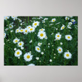 Daisies Poster (Voorkant)