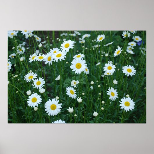 Daisies Poster (Voorkant)