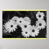 Daisies Poster (Voorkant)