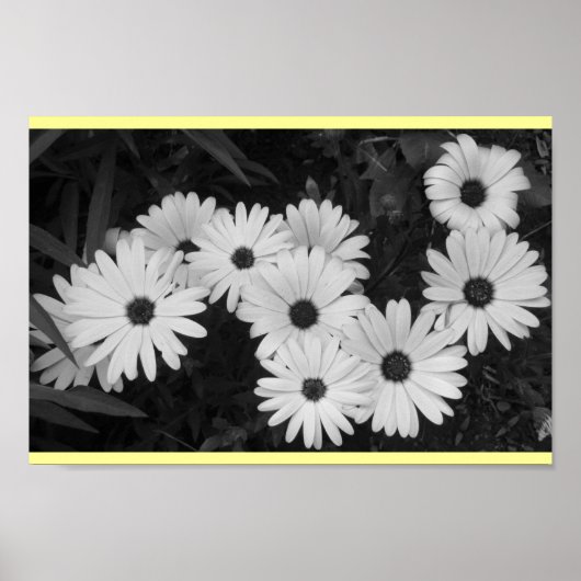 Daisies Poster (Voorkant)