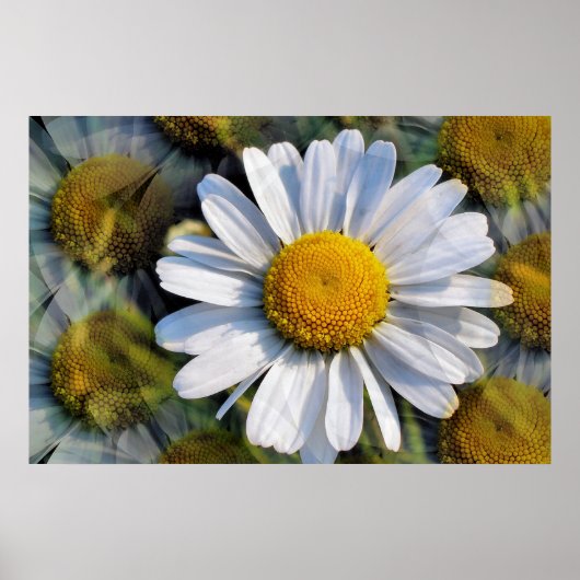 DAISIES POSTER (Voorkant)