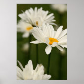Daisies Poster (Voorkant)
