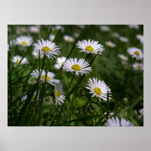 Daisies Poster (Voorkant)