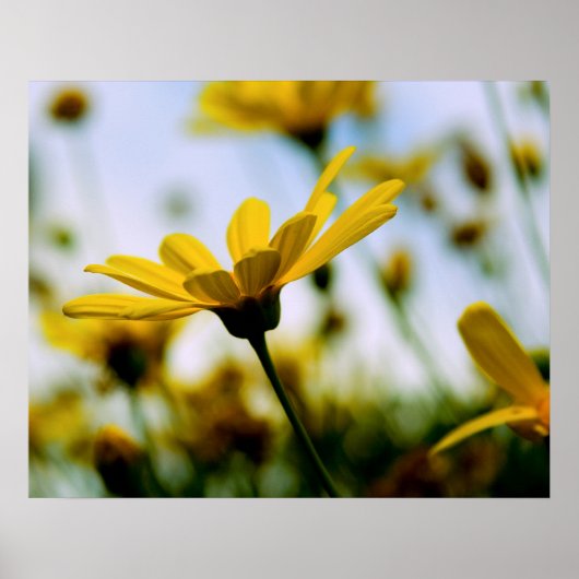 Daisies Poster (Voorkant)