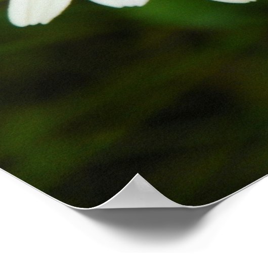 Daisies Poster (Hoek)