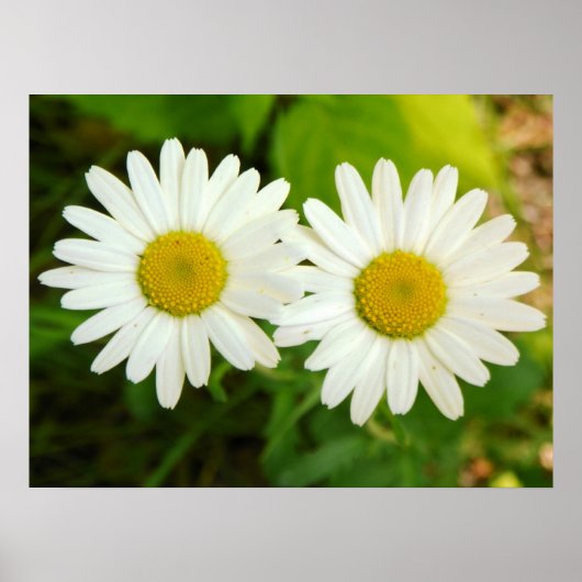 Daisies Poster (Voorkant)