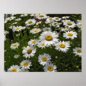 Daisies Print (Voorkant)