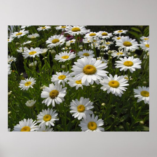 Daisies Print (Voorkant)