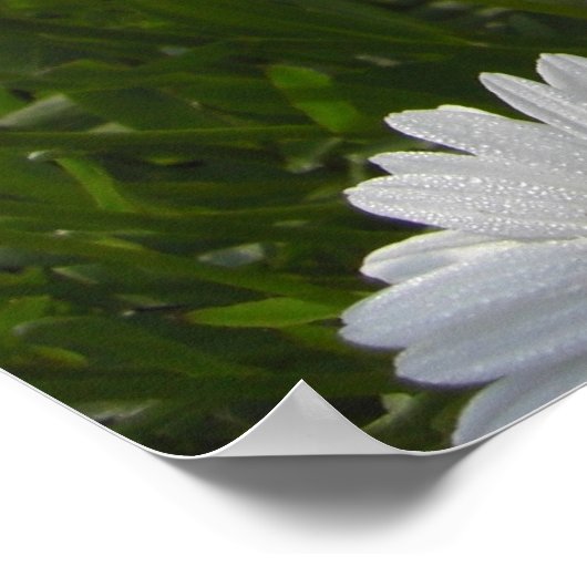 Daisies Print (Hoek)