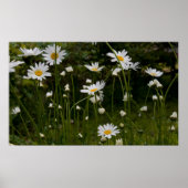 Daisies print 1 (Voorkant)