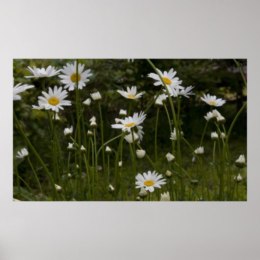 Daisies print 1 (Voorkant)