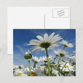 Daisies Reaching for the Sky Briefkaart (Voorkant / Achterkant)