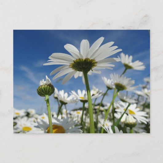 Daisies Reaching for the Sky Briefkaart (Voorkant)