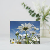Daisies Reaching for the Sky Briefkaart (Staand voorkant)