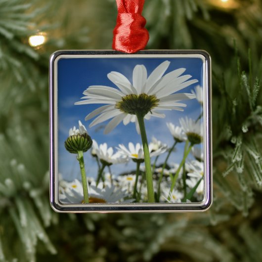 Daisies Reaching for the Sky Metalen Ornament (Boom)