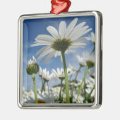 Daisies Reaching for the Sky Metalen Ornament (Links)