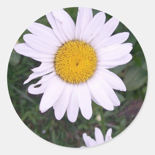 Daisies Ronde Sticker (Voorkant)