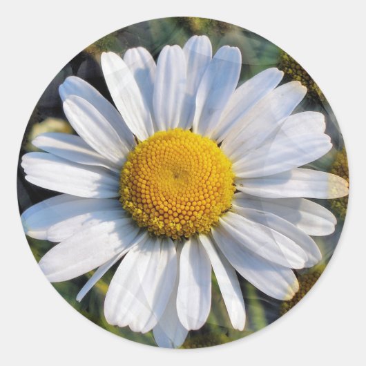 DAISIES RONDE STICKER (Voorkant)