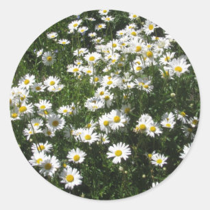 Daisies Ronde Sticker