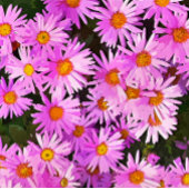 DAISIES RONDE STICKER