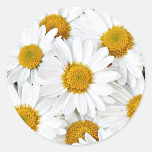 Daisies Ronde Sticker (Voorkant)