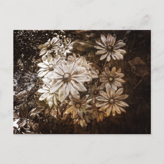 Daisies, Sepia, Grunge Briefkaart