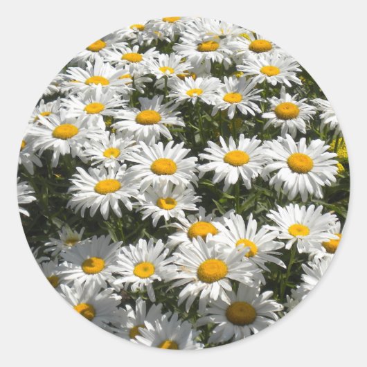 Daisies Stickers (Voorkant)