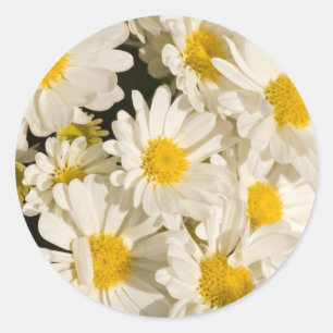 Daisies Stickers