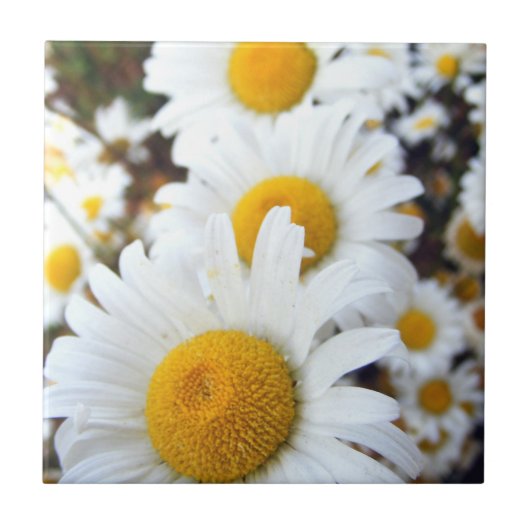Daisies Tegeltje (Voorkant)