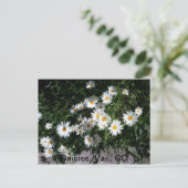 Daisies, Vail CO 1 Briefkaart (Staand voorkant)