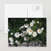 Daisies, Vail CO 1 Briefkaart (Voorkant / Achterkant)