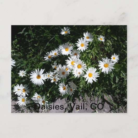 Daisies, Vail CO 1 Briefkaart (Voorkant)