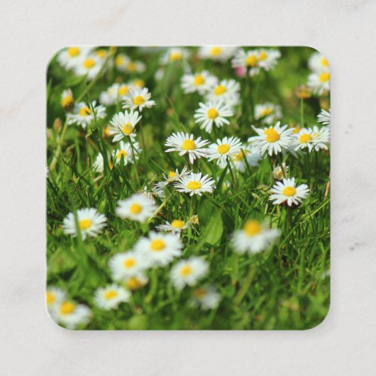 Daisies Vierkante Visitekaartje (Voorkant)