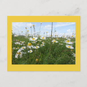 Daisies Wildflowers op een zonnige dag DIY Briefka Feestdagenkaart