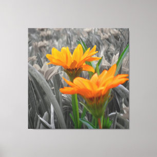 Daisies Wrapped Canvas Afdruk