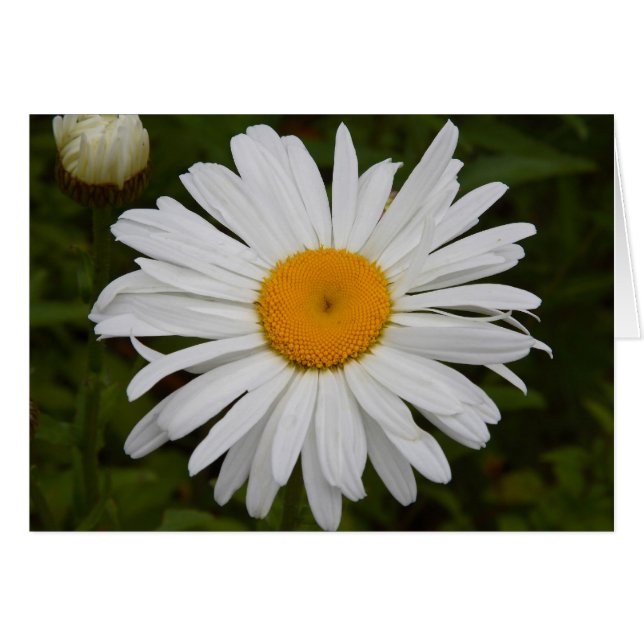 Daisy (Voorkant Horizontaal)