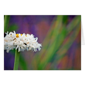 Daisy 2-kaart