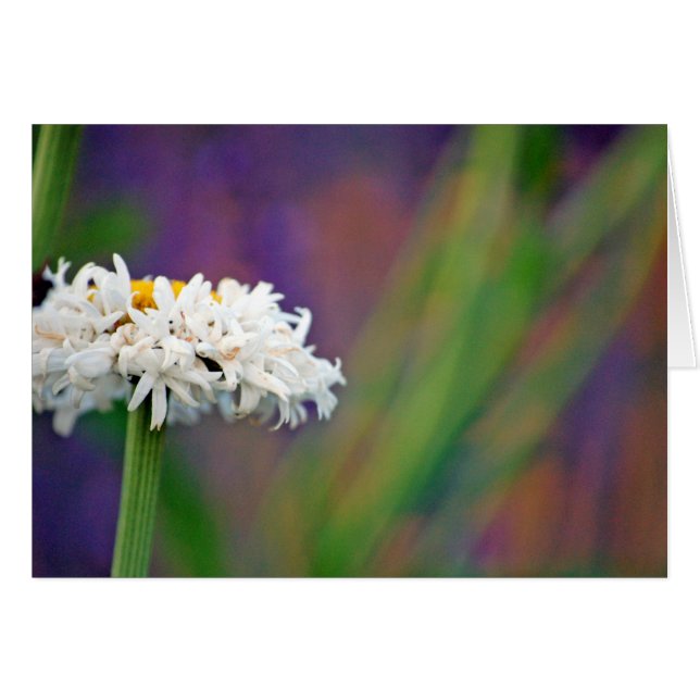 Daisy 2-kaart (Voorkant Horizontaal)