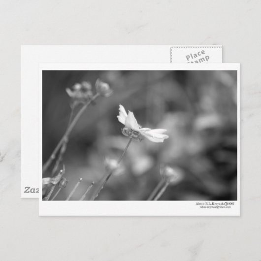 Daisy Alone - Briefkaart (Voorkant / Achterkant)