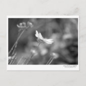 Daisy Alone - Briefkaart (Voorkant)