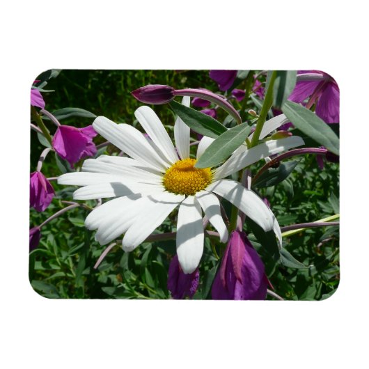 Daisy and Fireweed Wildflower Magneet (Horizontaal)