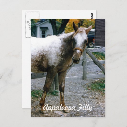 "Daisy" Appaloosa Filly Briefkaart (Voorkant / Achterkant)