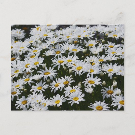 Daisy Bed Briefkaart (Voorkant)