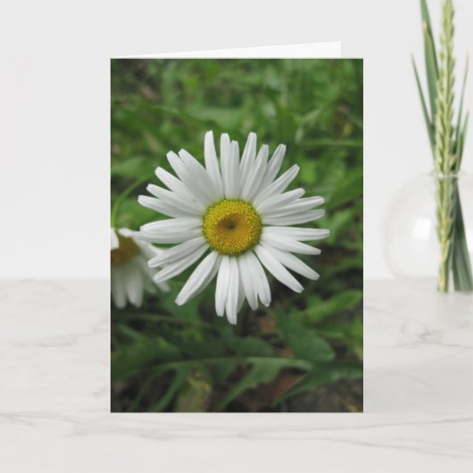 Daisy Birthday Card Kaart (Voorkant)