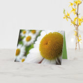 Daisy Birthday Kaart (Gele Bloem)